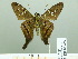  ( - HESP-EB 02 692)  @12 [ ] Copyright (2012) Ersnt Brockmann Research Collection of Ernst Brockmann