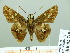  ( - HESP-EB 02 718)  @12 [ ] Copyright (2012) Ersnt Brockmann Research Collection of Ernst Brockmann