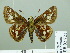  ( - HESP-EB 02 721)  @12 [ ] Copyright (2012) Ersnt Brockmann Research Collection of Ernst Brockmann