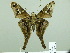  ( - HESP-EB 02 736)  @12 [ ] Copyright (2012) Ersnt Brockmann Research Collection of Ernst Brockmann
