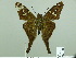  (Aguna megaeles - HESP-EB 02 736)  @13 [ ] Copyright (2012) Ersnt Brockmann Research Collection of Ernst Brockmann