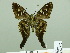  ( - HESP-EB 02 772)  @13 [ ] Copyright (2012) Ersnt Brockmann Research Collection of Ernst Brockmann