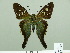  ( - HESP-EB 02 772)  @14 [ ] Copyright (2012) Ersnt Brockmann Research Collection of Ernst Brockmann