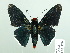  ( - HESP-EB 02 779)  @11 [ ] Copyright (2012) Ersnt Brockmann Research Collection of Ernst Brockmann