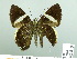  ( - HESP-EB 02 815)  @13 [ ] Copyright (2012) Ersnt Brockmann Research Collection of Ernst Brockmann