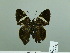  ( - HESP-EB 02 863)  @13 [ ] Copyright (2012) Ersnt Brockmann Research Collection of Ernst Brockmann