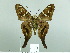  ( - HESP-EB 02 868)  @14 [ ] Copyright (2012) Ersnt Brockmann Research Collection of Ernst Brockmann