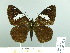  (Celaenorrhinus cynapes - HESP-EB 02 876)  @13 [ ] Copyright (2012) Ersnt Brockmann Research Collection of Ernst Brockmann
