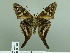  ( - HESP-EB 02 889)  @12 [ ] Copyright (2012) Ersnt Brockmann Research Collection of Ernst Brockmann