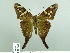  ( - HESP-EB 02 889)  @13 [ ] Copyright (2012) Ersnt Brockmann Research Collection of Ernst Brockmann