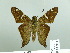  (Polythrix sp - HESP-EB 02 911)  @13 [ ] Copyright (2012) Ersnt Brockmann Research Collection of Ernst Brockmann