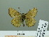  (Erynnis elbursina - HESP-EB 02 935)  @13 [ ] Copyright (2012) Ersnt Brockmann Research Collection of Ernst Brockmann