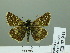  ( - HESP-EB 02 944)  @14 [ ] Copyright (2012) Ersnt Brockmann Research Collection of Ernst Brockmann