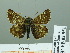  ( - HESP-EB 02 951)  @13 [ ] Copyright (2012) Ersnt Brockmann Research Collection of Ernst Brockmann