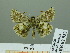  ( - HESP-EB 02 953)  @13 [ ] Copyright (2012) Ersnt Brockmann Research Collection of Ernst Brockmann