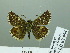  ( - HESP-EB 02 954)  @14 [ ] Copyright (2012) Ersnt Brockmann Research Collection of Ernst Brockmann