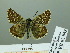  ( - HESP-EB 02 955)  @13 [ ] Copyright (2012) Ersnt Brockmann Research Collection of Ernst Brockmann