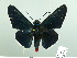  ( - HESP-EB 02 974)  @14 [ ] Copyright (2012) Ersnt Brockmann Research Collection of Ernst Brockmann