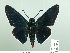  ( - HESP-EB 02 975)  @14 [ ] Copyright (2012) Ersnt Brockmann Research Collection of Ernst Brockmann