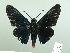  ( - HESP-EB 02 976)  @13 [ ] Copyright (2012) Ersnt Brockmann Research Collection of Ernst Brockmann