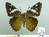  ( - HESP-EB 03 001)  @13 [ ] Copyright (2012) Ersnt Brockmann Research Collection of Ernst Brockmann