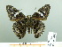  ( - HESP-EB 03 009)  @13 [ ] Copyright (2012) Ersnt Brockmann Research Collection of Ernst Brockmann