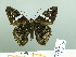  ( - HESP-EB 03 010)  @13 [ ] Copyright (2012) Ersnt Brockmann Research Collection of Ernst Brockmann