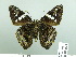  ( - HESP-EB 03 011)  @14 [ ] Copyright (2012) Ersnt Brockmann Research Collection of Ernst Brockmann