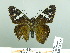  ( - HESP-EB 03 012)  @13 [ ] Copyright (2012) Ersnt Brockmann Research Collection of Ernst Brockmann