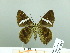  ( - HESP-EB 03 017)  @12 [ ] Copyright (2012) Ersnt Brockmann Research Collection of Ernst Brockmann
