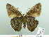  ( - HESP-EB 03 018)  @14 [ ] Copyright (2012) Ersnt Brockmann Research Collection of Ernst Brockmann