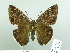  ( - HESP-EB 03 018)  @14 [ ] Copyright (2012) Ersnt Brockmann Research Collection of Ernst Brockmann