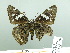  ( - HESP-EB 03 019)  @14 [ ] Copyright (2012) Ersnt Brockmann Research Collection of Ernst Brockmann