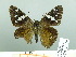  ( - HESP-EB 03 019)  @13 [ ] Copyright (2012) Ersnt Brockmann Research Collection of Ernst Brockmann