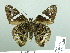  ( - HESP-EB 03 020)  @13 [ ] Copyright (2012) Ersnt Brockmann Research Collection of Ernst Brockmann