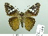  ( - HESP-EB 03 020)  @13 [ ] Copyright (2012) Ersnt Brockmann Research Collection of Ernst Brockmann