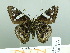 ( - HESP-EB 03 021)  @14 [ ] Copyright (2012) Ersnt Brockmann Research Collection of Ernst Brockmann