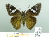  ( - HESP-EB 03 021)  @13 [ ] Copyright (2012) Ersnt Brockmann Research Collection of Ernst Brockmann