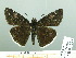  (Erynnis sp - HESP-EB 03 023)  @14 [ ] Copyright (2012) Ersnt Brockmann Research Collection of Ernst Brockmann