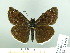  ( - HESP-EB 03 028)  @13 [ ] Copyright (2012) Ersnt Brockmann Research Collection of Ernst Brockmann
