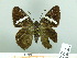  ( - HESP-EB 03 053)  @12 [ ] Copyright (2012) Ersnt Brockmann Research Collection of Ernst Brockmann