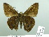  ( - HESP-EB 03 075)  @13 [ ] Copyright (2012) Ersnt Brockmann Research Collection of Ernst Brockmann