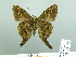  (Cecropterus dorantes calafia - HESP-EB 03 077)  @11 [ ] Copyright (2012) Ersnt Brockmann Research Collection of Ernst Brockmann