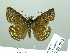  ( - HESP-EB 03 082)  @12 [ ] Copyright (2012) Ersnt Brockmann Research Collection of Ernst Brockmann