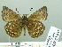  ( - HESP-EB 03 087)  @13 [ ] Copyright (2012) Ersnt Brockmann Research Collection of Ernst Brockmann