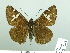  (Lobocla - HESP-EB 03 088)  @14 [ ] Copyright (2012) Ersnt Brockmann Research Collection of Ernst Brockmann