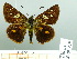  ( - HESP-EB 03 219)  @12 [ ] Copyright (2012) Ersnt Brockmann Research Collection of Ernst Brockmann