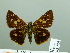  ( - HESP-EB 03 224)  @12 [ ] Copyright (2012) Ersnt Brockmann Research Collection of Ernst Brockmann