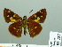 ( - HESP-EB 03 227)  @12 [ ] Copyright (2012) Ersnt Brockmann Research Collection of Ernst Brockmann