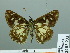  ( - HESP-EB 03 233)  @12 [ ] Copyright (2012) Ersnt Brockmann Research Collection of Ernst Brockmann